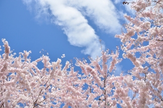 Cherry-Blossoms-2017-SM-7